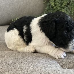 Poodle Puppies from Home of Doodles