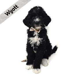 Wyatt - Black and white male Bernedoodle puppy in Crawfordsville, Indiana from Winding Creek Ranch Doodles