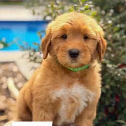 Shrek - Red  male Goldendoodle puppy in Rose Hill, North Carolina from Red Door Canines