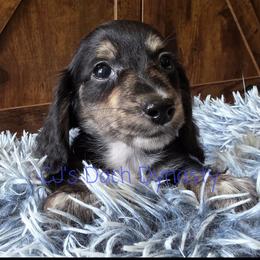 ACE 3200 - Black and cream male Dachshund puppy in Gatesville, Texas from CJ's Dach Dynasty