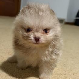 Chocolate Merle boy - Chocolate merle male Pomeranian puppy in Youngstown, Ohio from Peachy Pomeranians