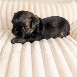 Stetson - Blue male Shih Tzu puppy in Smithville, Georgia from The Luckie Puppy