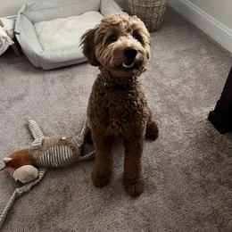 Goldendoodle All Grown Up from Lynes of Doodles