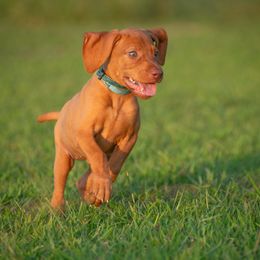 German Shorthaired Pointer and Vizsla Puppies from Nosam Kennels