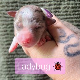 Ladybug - White and blue merle female Border Collie puppy in Olive Hill, Kentucky from SaturnMoon MAS & BC