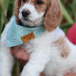 Odie - Parti male Goldendoodle puppy in Windsor, Colorado from Front Range Family Doodles