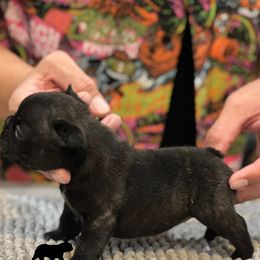 French Bulldog Puppies from Desert Madness Frenchies
