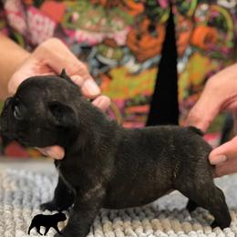 French Bulldog Puppies from Desert Madness Frenchies