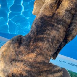 Boerboel All Grown Up from Romboel farm dogs