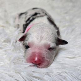 Alohomora - Blue merle female Border Collie puppy in Chicora, Pennsylvania from Riverwood