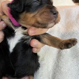 Bernedoodle Puppies from Birdies Mini Bernedoodles