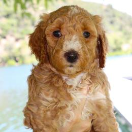 Aurora - Apricot female Aussiedoodle puppy in Upper Lake, California from Redwood Aussiedoodles