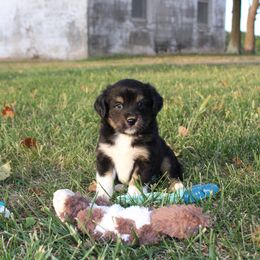 Donatello - Black tri male Toy Australian Shepherd puppy in Springfield, Missouri from Long's lil Aussies