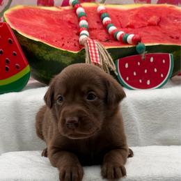 Purple - Chocolate female Labrador Retriever puppy in Heath Springs, South Carolina from Rich Hill Retrievers
