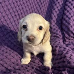 Dachshund puppies from Dave’s Dachshunds