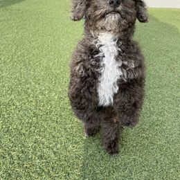 Australian Shepherd and Poodle Puppies from The Mason Farm