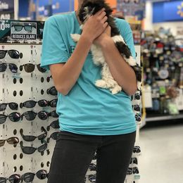 Shih Tzu Puppies from Willow Lane Shih Tzus