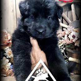 Tex - Black male German Shepherd puppy in Sequim, Washington from German Shepherd Haus