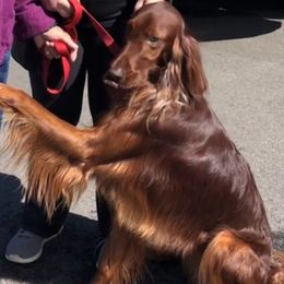 Geordi - Irish Setter