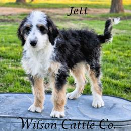 Jett - Black tri-color male Aussiedoodle puppy in Lancaster, Minnesota from Wilson Cattle Co.