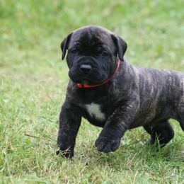 Boerboel Puppies from Northland Boerboels