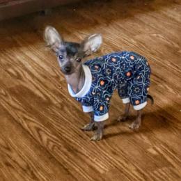 Chihuahua and Chinese Crested Puppies from Western Kentucky Chihuahua’s and Chinese Crested’s