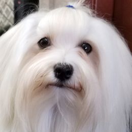 Juneau - Havanese