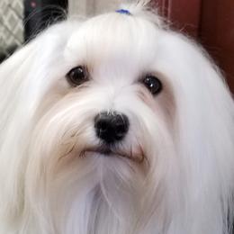 Juneau - Havanese