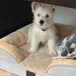Boy 2 - White male West Highland White Terrier puppy in Red Rock, Texas from Alchemy Farms