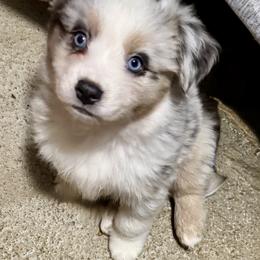 Australian Shepherd, Miniature American Shepherd, Miniature Australian Shepherd, and Toy Australian Shepherd Puppies from HP Aussie Kennels