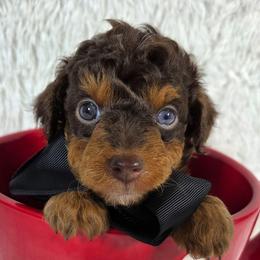Macchiato (Mack) - Red phantom male Aussiedoodle puppy in Haleyville, Alabama from The Cuddly Dood Ranch