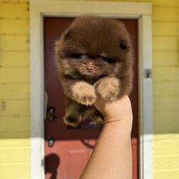 Kisses - Chocolate and tan female Pomeranian puppy in Ector, Texas from BB Pomeranians