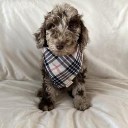 Labradoodle Puppies from Raising Doodles