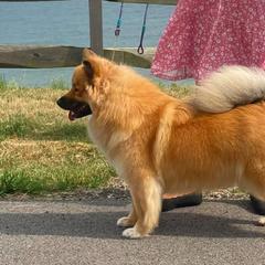 Finnish Lapphunds from Moonshot Finnish Lapphunds