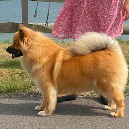 Finnish Lapphunds from Moonshot Finnish Lapphunds