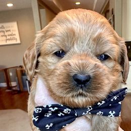Grayson - Red Cockapoo puppy in Roseville, California from Darby Park Doodles