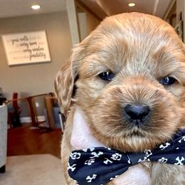 Grayson - Red Cockapoo puppy in Roseville, California from Darby Park Doodles