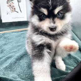 Muffin - Black and white female Pomsky puppy in Todd, North Carolina from Blue Ridge Pomsky