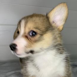 Boy 1 - Sable Pembroke Welsh Corgi puppy in Missouri from Cooler Farms Corgis