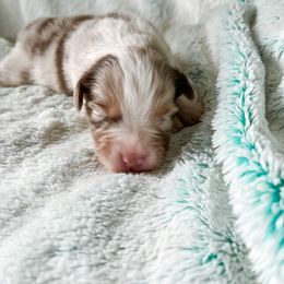 Australian Shepherd Puppies from Burdock Hill Australian Shepherds
