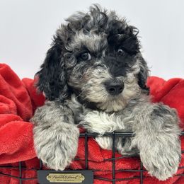 Blitzen - Merle male Cavapoo puppy in Austin, Texas from Doodles of Central Texas