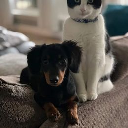 Dachshund All Grown Up from Mini Doxies Love