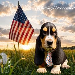 Lightning - Black white and brown male Basset Hound puppy in Dingess, West Virginia from Tuckers' Howling Hounds