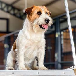 Tracker - Russell Terrier