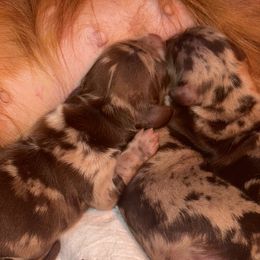 Dachshunds and French Bulldogs from TheFrenchieVille