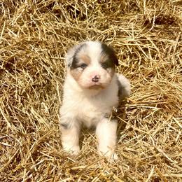 Lurvy - Blue merle male Australian Shepherd puppy in Kentland, Indiana from Pine Grove Aussies