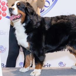 Bernese Mountain Dogs from Bravura Bernese Mountain Dog
