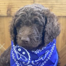 Boy 1 - Chocolate Australian Labradoodle puppy in Kingwood, Texas from Big Tex Australian Labradoodles