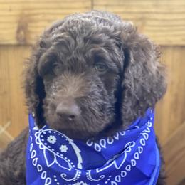 Boy 1 - Chocolate Australian Labradoodle puppy in Kingwood, Texas from Big Tex Australian Labradoodles