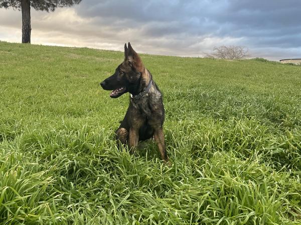 Purple Collar, sable German Shepherd puppy